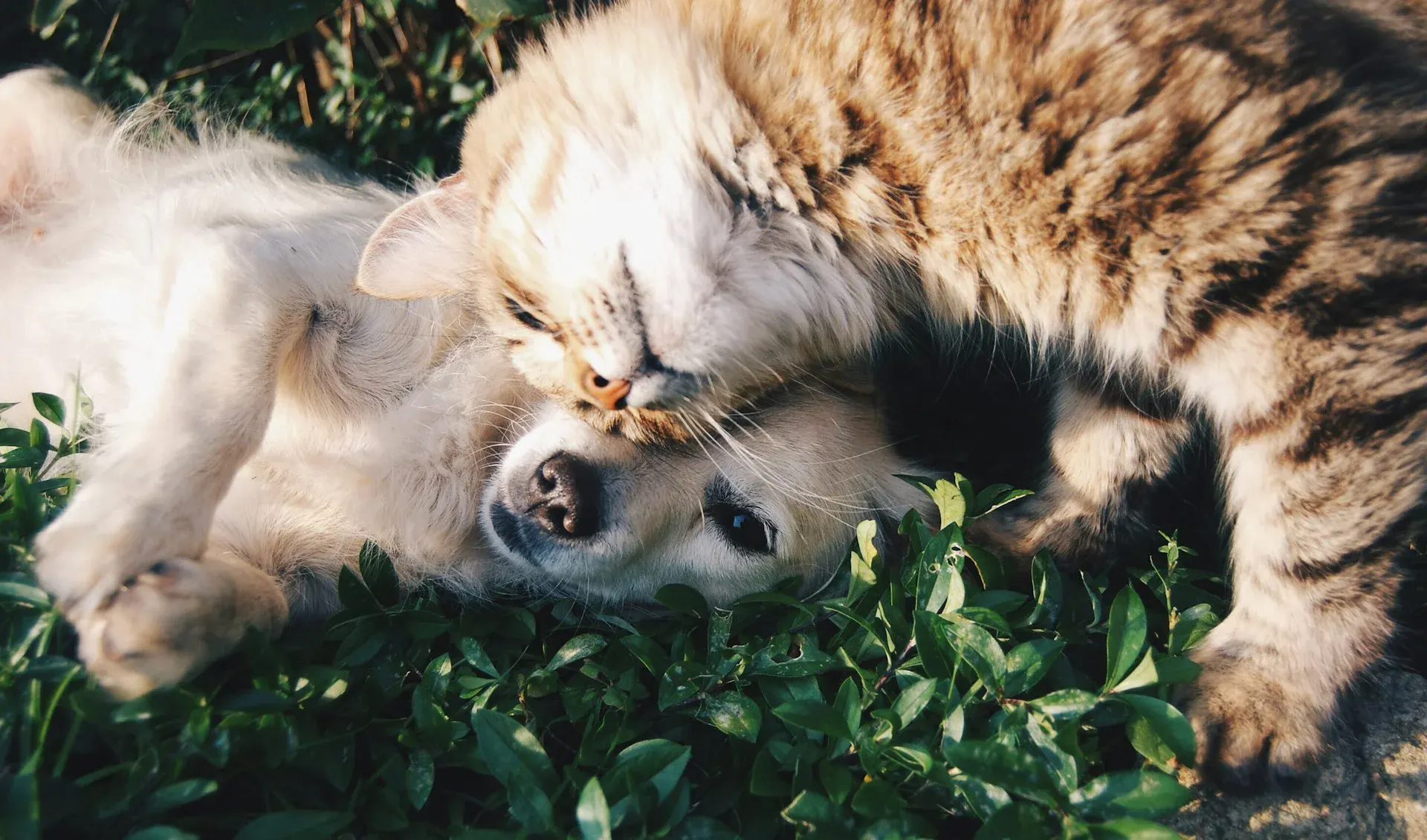 Pawsome Smile Team