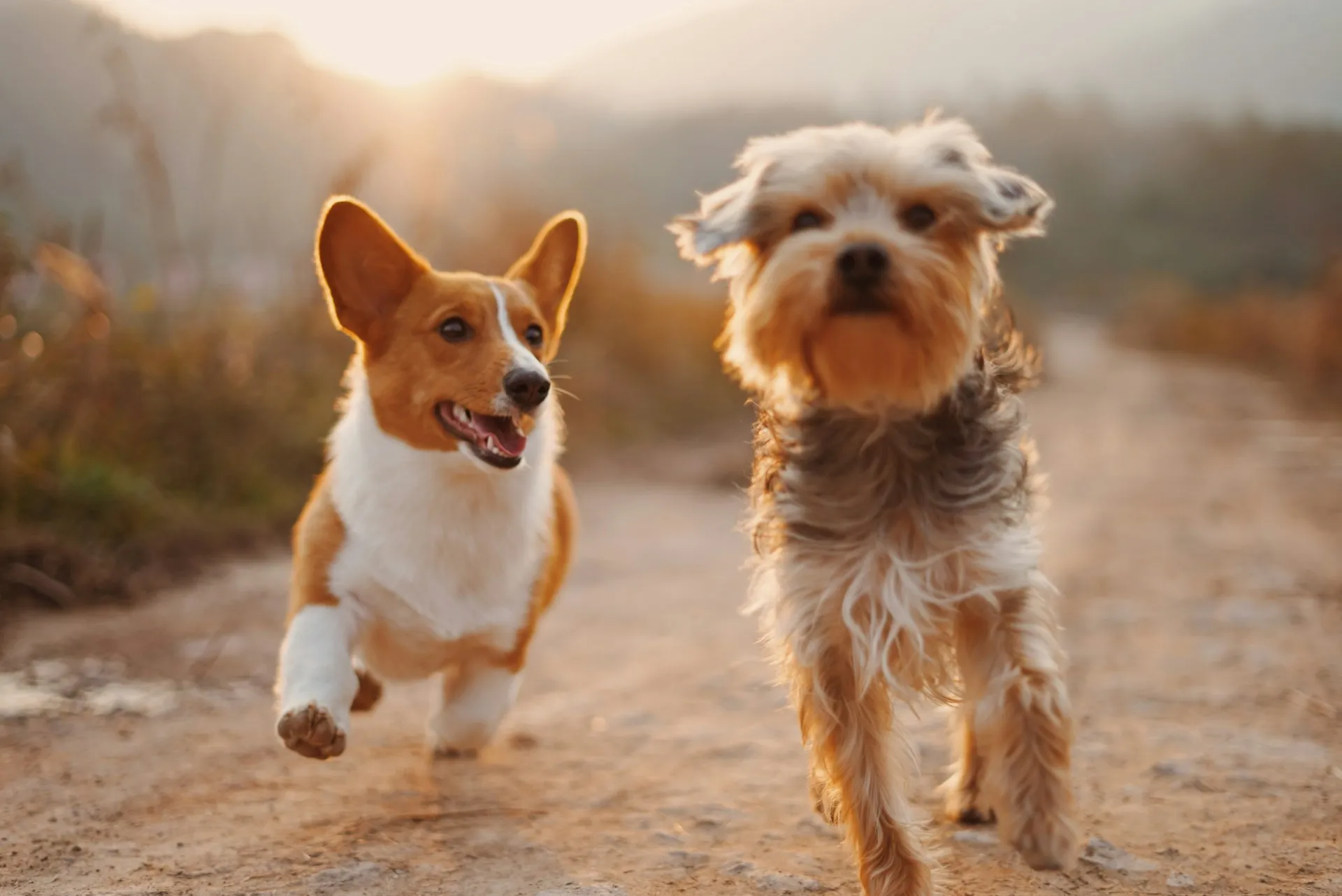 Cosmetic Pet Teeth Cleaning