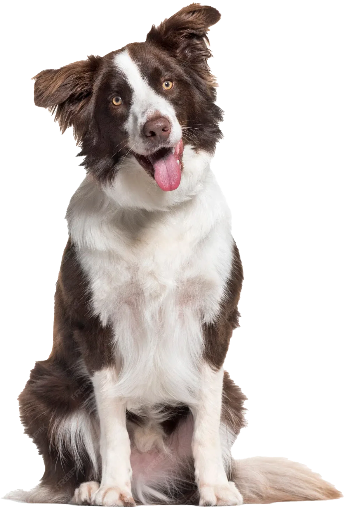 Happy Border Collie dog