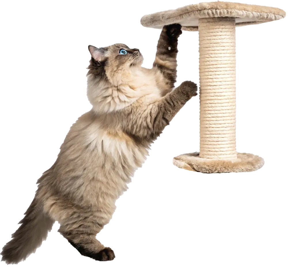 British Longhair cat playing