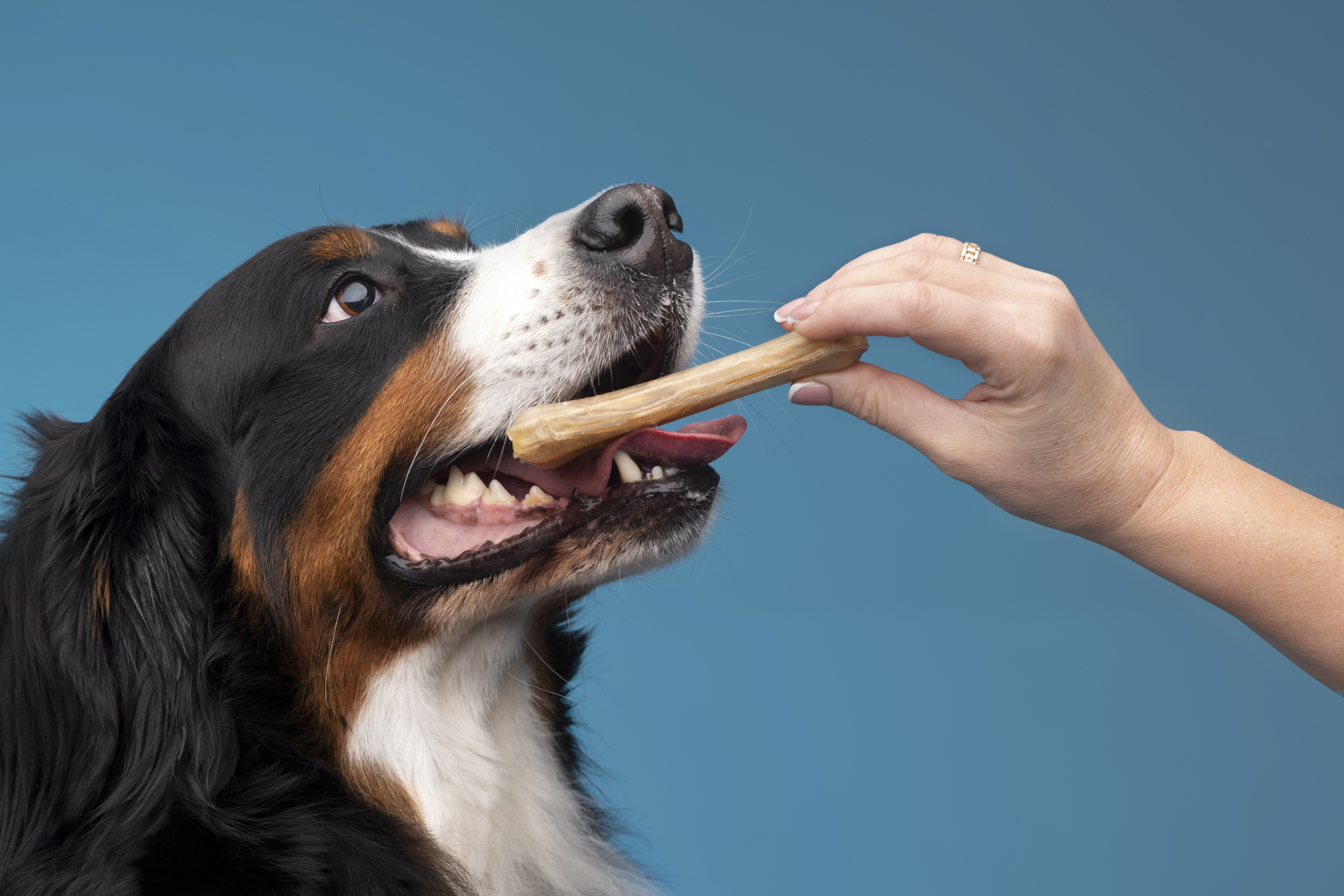 Dog receiving dental cleaning